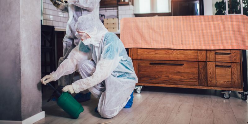 Dedetização em Apartamento Como Funciona em Florianópolis: Confira 4 Passos